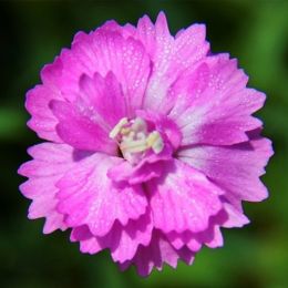 Гвоздика Pink Jewell фото