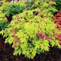 Дицентра Gold Heart фото