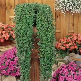 Дихондра Emerald Falls фото