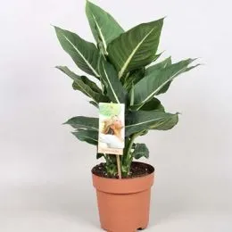 Диффенбахия Green Magic фото