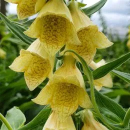Дигиталис (Наперстянка) Grandiflora фото