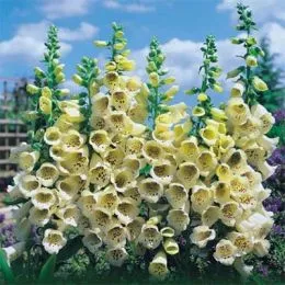 Наперстянка Primrose Carousel фото