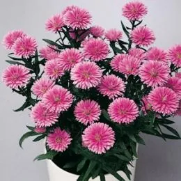 Астра  Double Fun Pink фото