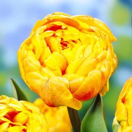 Тюльпан Double Beauty of Apeldoorn фото