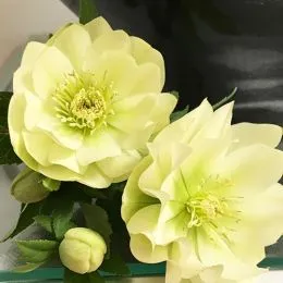Морозник Prince Double Creme фото