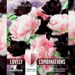Комбо Тюльпаны Duopack Double Black and Pink (Брендовые луковицы KAPITEYN®) фото