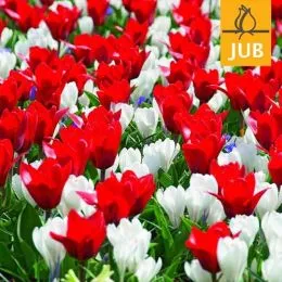Микс ландшафтный Early Birds (Брендовые луковицы Jub Holland) фото