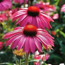 Эхинацея Bright Rose фото