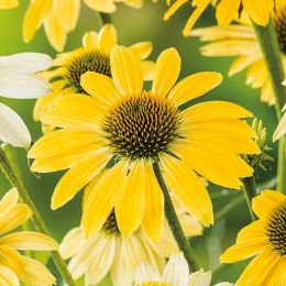 Эхинацея Mellow Yellow фото