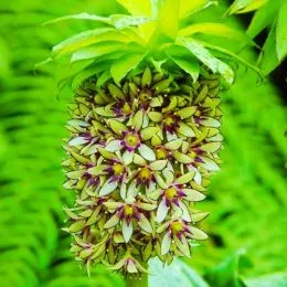 Эукомис Bicolor фото