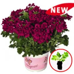 Вербена Empress Flair Cherry фото