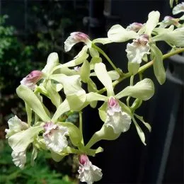 Орхидея Encyclia фото