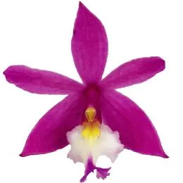 Орхидея Epidendrum Rose фото
