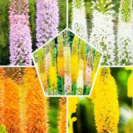 Эремурус Mix фото