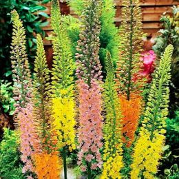 Эремурус Shelford Hybriden фото