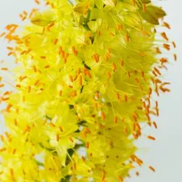 Эремурус Yellow фото