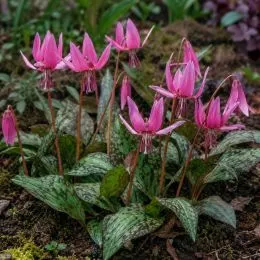 Эритрониум  Rose Queen фото