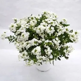 Вербена Estrella White фото