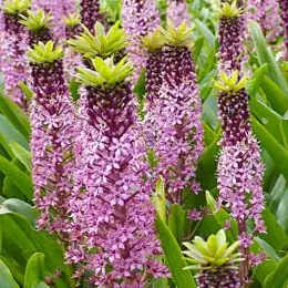 Эукомис Pink Gin фото
