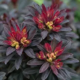 Эуфорбия Amygdaloides Purpurea фото