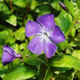 Барвинок Maculata фото