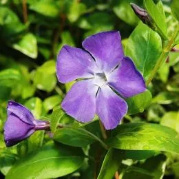 Барвинок Maculata фото