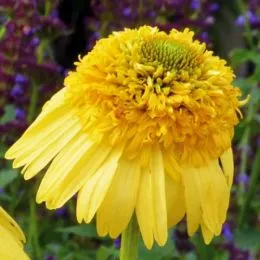 Эхинацея Meteor Yellow  фото