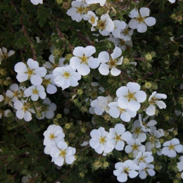 Лапчатка White Lady фото
