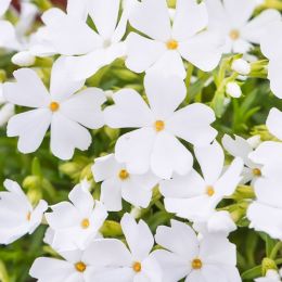 Флокс Fabulous White фото