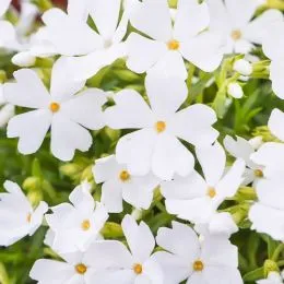 Флокс Fabulous White фото
