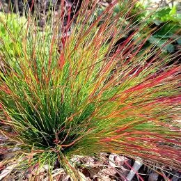 Овсяница Blue Red фото