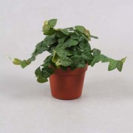 Фикус Green Sunny фото