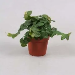Фикус Green Sunny фото