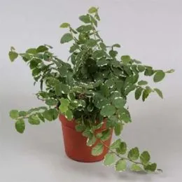 Фикус White Sunny фото