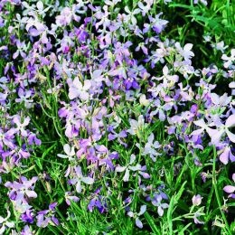 Маттиола двурогая фото
