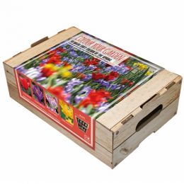 Комплект луковиц First Colour of the Spring (Брендовые луковицы KAPITEYN®) фото