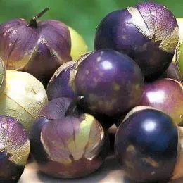 Физалис Фиолетовый фото