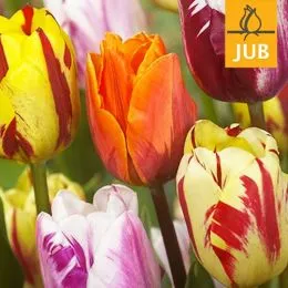 Микс ландшафтный Flaming Beauty Mix (Брендовые луковицы Jub Holland) фото