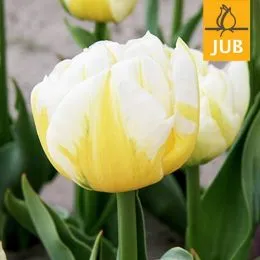 Тюльпан Flaming Evita (Брендовые луковицы Jub Holland) фото