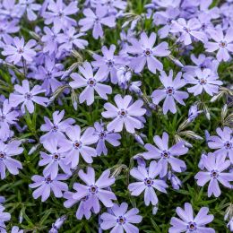 Флокс Emerald Cushion Blue фото