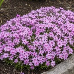 Флокс Moerhemii фото