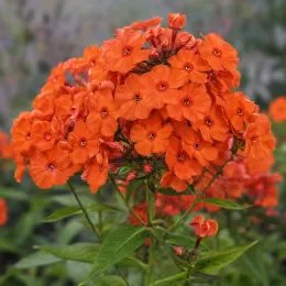 Флокс Orange Perfection фото