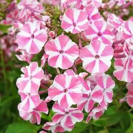 Флокс Peppermint Twist фото