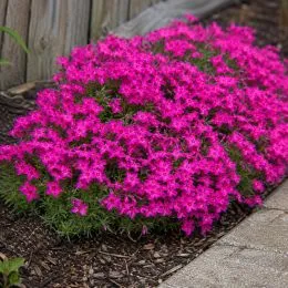 Флокс Scarlet Flame фото