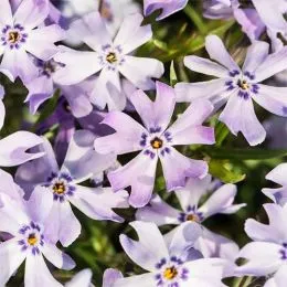 Флокс Fabulous Blue Dark Center фото