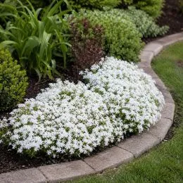 Флокс Snowflake фото