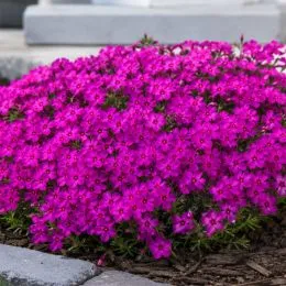 Флокс Crackerjack фото