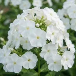 Флокс White Sparr фото