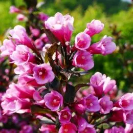 Вейгела Foliis Purpureis фото