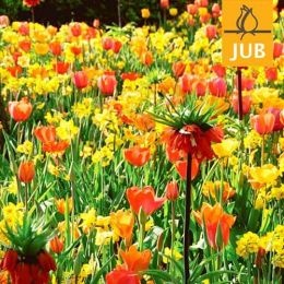 Микс ландшафтный Flower Art (Брендовые луковицы Jub Holland) фото